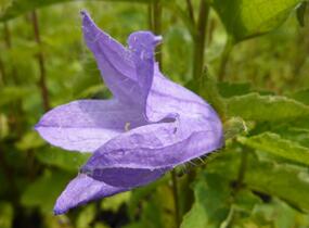 Zvonek kopřivolistý - Campanula trachelium