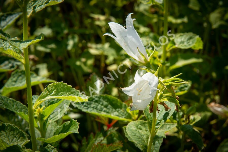 Zvonek širokolistý 'Alba' - Campanula latifolia var. macrantha 'Alba'