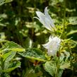 Zvonek širokolistý 'Alba' - Campanula latifolia var. macrantha 'Alba'