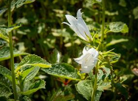 Zvonek širokolistý 'Alba' - Campanula latifolia var. macrantha 'Alba'
