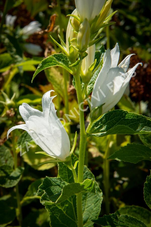 Zvonek širokolistý 'Alba' - Campanula latifolia var. macrantha 'Alba'