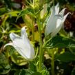 Zvonek širokolistý 'Alba' - Campanula latifolia var. macrantha 'Alba'