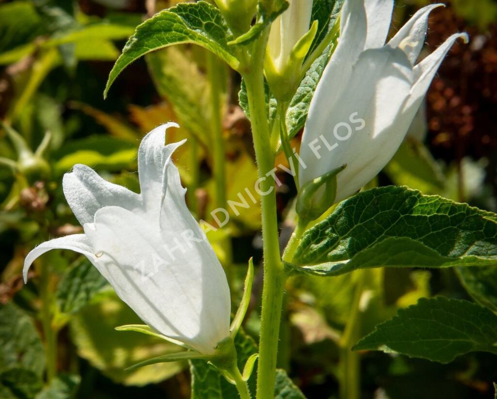 Zvonek širokolistý 'Alba' - Campanula latifolia var. macrantha 'Alba'