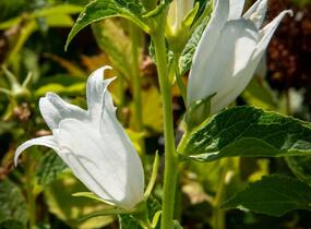 Zvonek širokolistý 'Alba' - Campanula latifolia var. macrantha 'Alba'