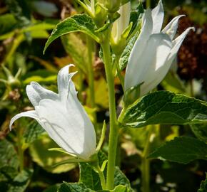 Zvonek širokolistý 'Alba' - Campanula latifolia var. macrantha 'Alba'