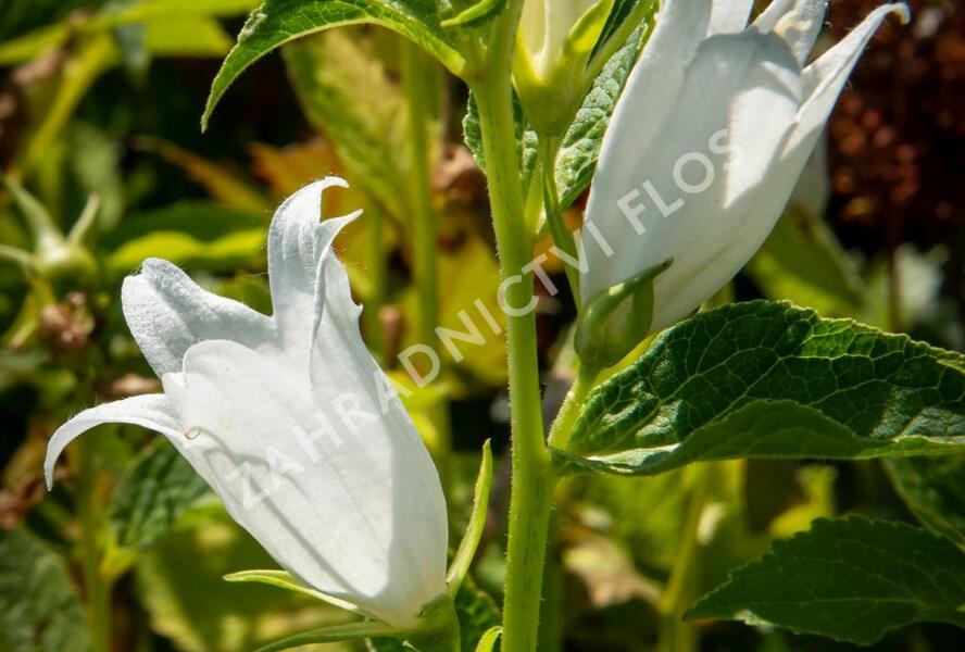 Zvonek širokolistý 'Alba' - Campanula latifolia var. macrantha 'Alba'