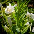 Zvonek širokolistý 'Alba' - Campanula latifolia var. macrantha 'Alba'