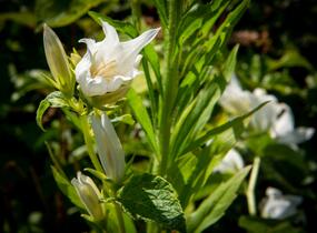 Zvonek širokolistý 'Alba' - Campanula latifolia var. macrantha 'Alba'
