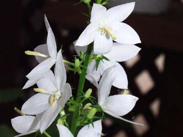 Zvonek jehlanitý 'Alba' - Campanula pyramidalis 'Alba'