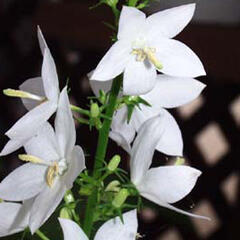 Zvonek jehlanitý 'Alba' - Campanula pyramidalis 'Alba'