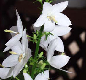 Zvonek jehlanitý 'Alba' - Campanula pyramidalis 'Alba'