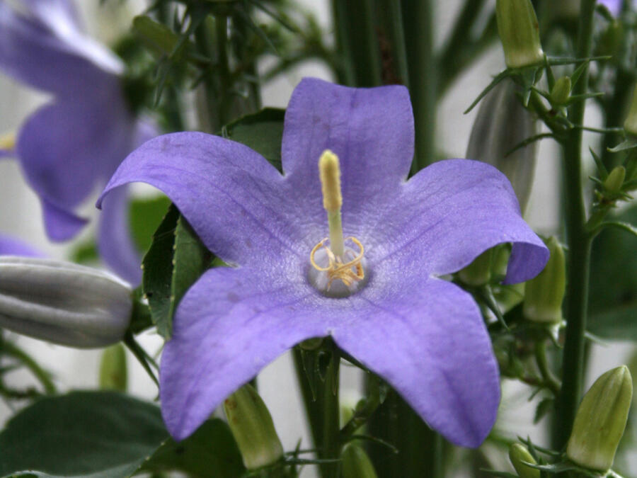 Zvonek jehlanitý - Campanula pyramidalis