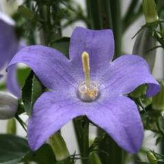 Zvonek jehlanitý - Campanula pyramidalis