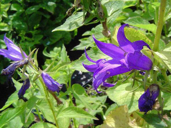 Zvonek širokolistý var. macrantha - Campanula latifolia var. macrantha