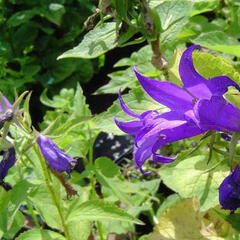 Zvonek širokolistý var. macrantha - Campanula latifolia var. macrantha