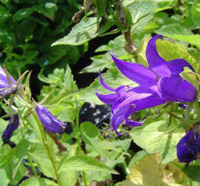 Zvonek širokolistý var. macrantha - Campanula latifolia var. macrantha