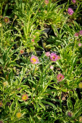 Hvězdnice alpská 'Pinkie' - Aster alpinus 'Pinkie'