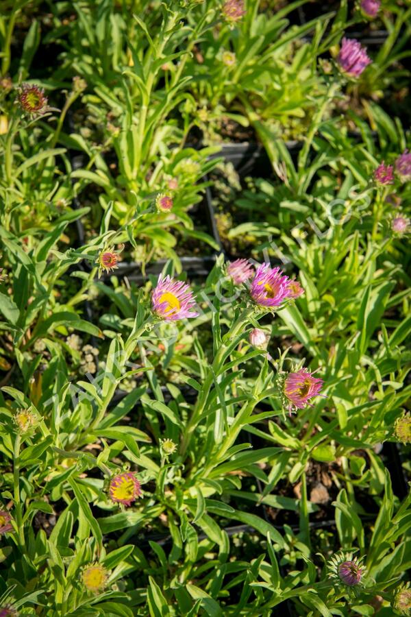 Hvězdnice alpská 'Pinkie' - Aster alpinus 'Pinkie'