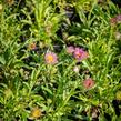 Hvězdnice alpská 'Pinkie' - Aster alpinus 'Pinkie'