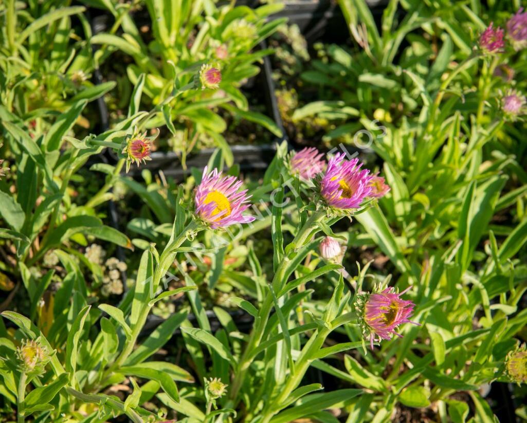 Hvězdnice alpská 'Pinkie' - Aster alpinus 'Pinkie'