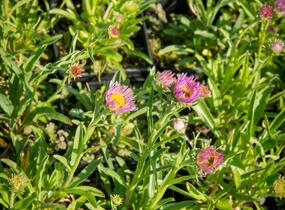 Hvězdnice alpská 'Pinkie' - Aster alpinus 'Pinkie'