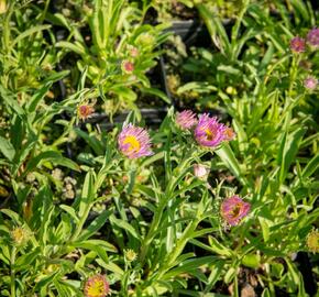 Hvězdnice alpská 'Pinkie' - Aster alpinus 'Pinkie'