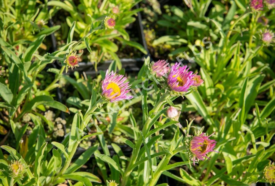 Hvězdnice alpská 'Pinkie' - Aster alpinus 'Pinkie'