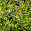 Hvězdnice alpská 'Pinkie' - Aster alpinus 'Pinkie'