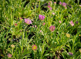 Hvězdnice alpská 'Pinkie' - Aster alpinus 'Pinkie'