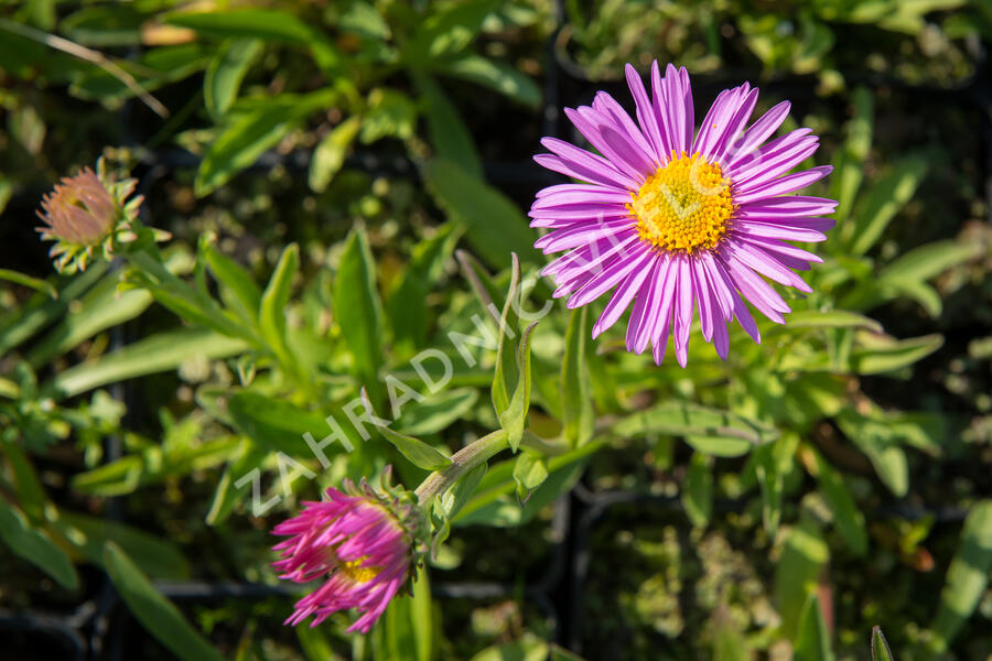 Hvězdnice alpská 'Pinkie' - Aster alpinus 'Pinkie'