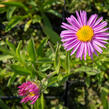 Hvězdnice alpská 'Pinkie' - Aster alpinus 'Pinkie'