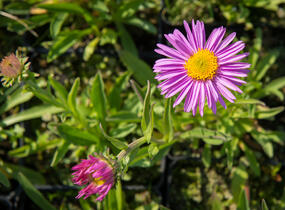 Hvězdnice alpská 'Pinkie' - Aster alpinus 'Pinkie'