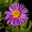 Hvězdnice alpská 'Pinkie' - Aster alpinus 'Pinkie'