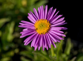 Hvězdnice alpská 'Pinkie' - Aster alpinus 'Pinkie'