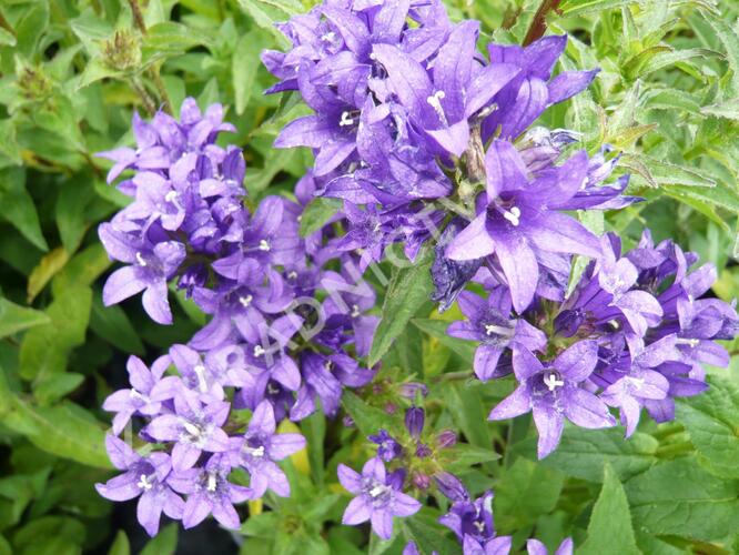 Zvonek klubkatý 'Dahurica' - Campanula glomerata 'Dahurica'