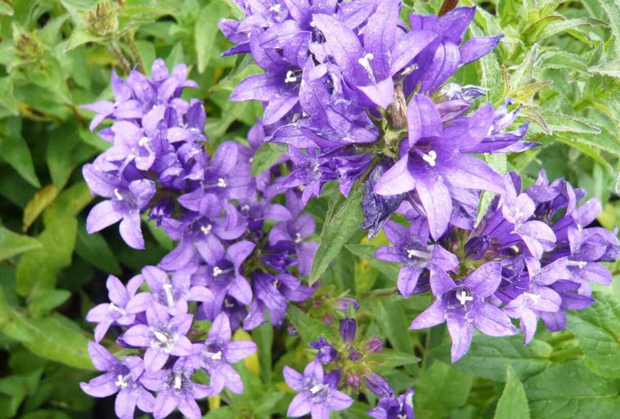 Zvonek klubkatý 'Dahurica' - Campanula glomerata 'Dahurica'