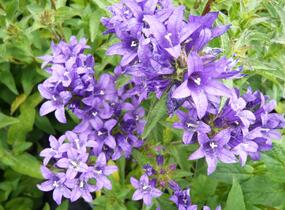 Zvonek klubkatý 'Dahurica' - Campanula glomerata 'Dahurica'