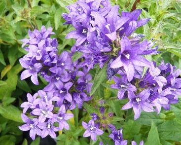 Zvonek klubkatý 'Dahurica'