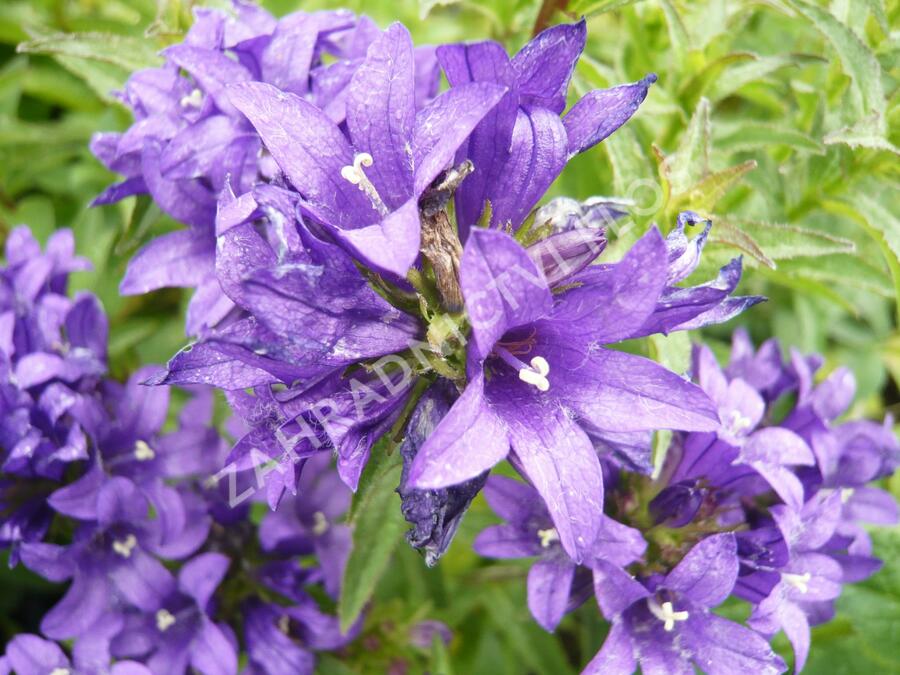 Zvonek klubkatý 'Dahurica' - Campanula glomerata 'Dahurica'