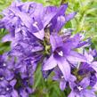 Zvonek klubkatý 'Dahurica' - Campanula glomerata 'Dahurica'