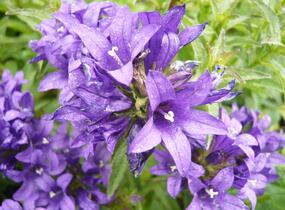 Zvonek klubkatý 'Dahurica' - Campanula glomerata 'Dahurica'