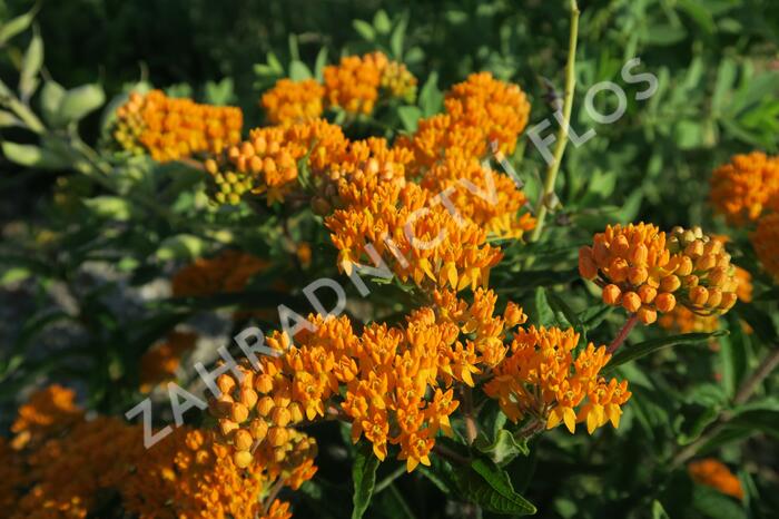 Klejicha hlíznatá - Asclepias tuberosa