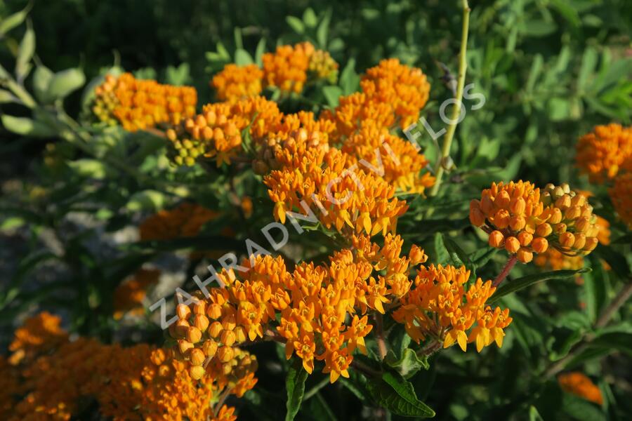 Klejicha hlíznatá - Asclepias tuberosa