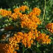 Klejicha hlíznatá - Asclepias tuberosa