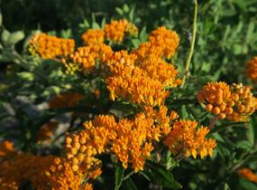 Klejicha hlíznatá - Asclepias tuberosa