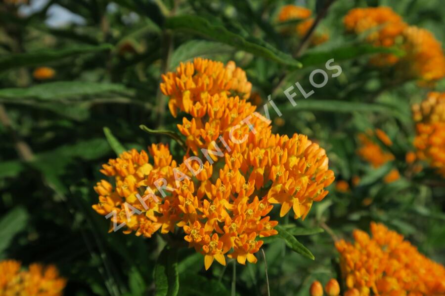 Klejicha hlíznatá - Asclepias tuberosa
