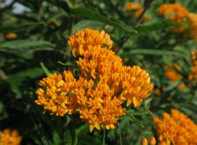 Klejicha hlíznatá - Asclepias tuberosa