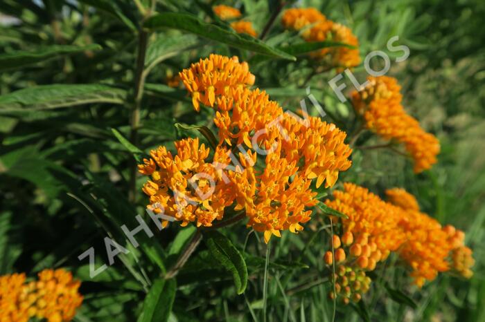 Klejicha hlíznatá - Asclepias tuberosa