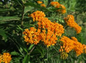 Klejicha hlíznatá - Asclepias tuberosa