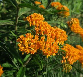 Klejicha hlíznatá - Asclepias tuberosa